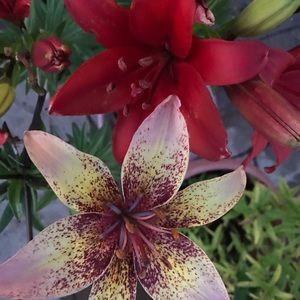 Meet your Posher, Marilyn